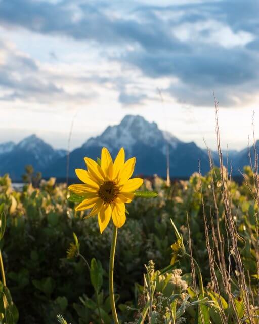 Flower in front of the Tetons represents sustinability in Jackson Hole
