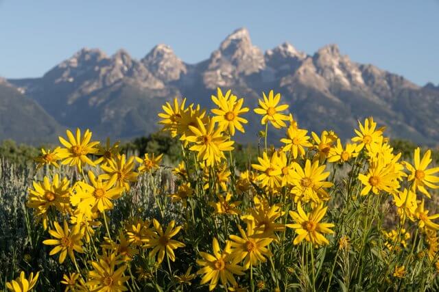 Wildflowers in front of the Tetons in Jackson Hole